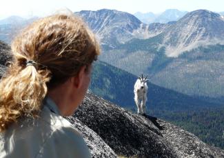 A person with their back to the camera watches a mountain goat on a rocky hillside.