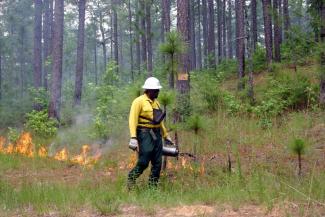 Crew member conducts a prescribed burn in one of the National Forests in Alabama