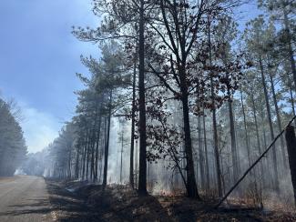 Fire burning through underbrush next to a roadway.