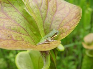 A green plant