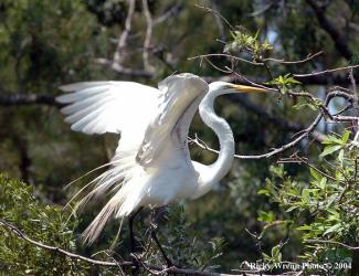 White water bird in a tree