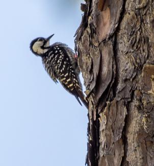 red cockaded woodpecker on pine tree
