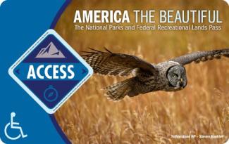 owl flying for access pass