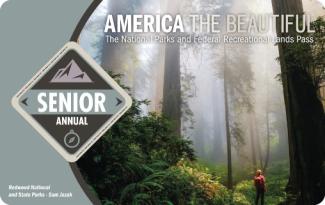 person standing in moss covered forest on annual senior pass