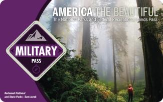 person standing in moss covered forest for military pass
