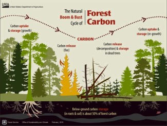 A graphic showing the natural boom & Bust cycle of forest carbon.