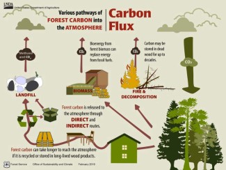 A graphic showing the various paths of forest carbon into the atmosphere.