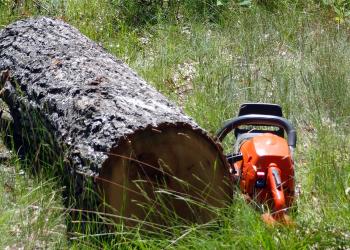 Forest Products: Dead tree with chainsaw