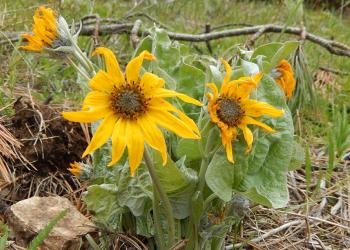 Arrowleaf balsamroot by Chelsea Monks