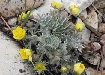 Early cinquefoil by Kelly Warnke