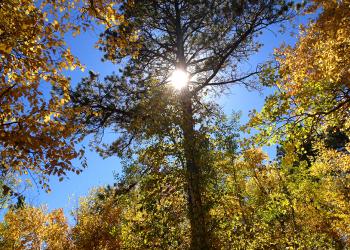 Forest Fall Colors