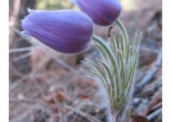 card - pasque flower by cheryl mayer