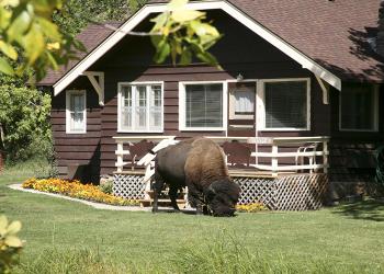 spotlight - custer state park
