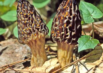 Photo of a Morel Mushroom