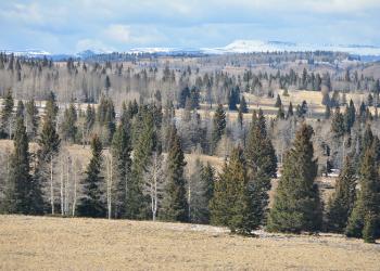 Rolling hills in an open aspen and pine forest.