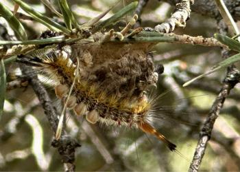 Close-up of a Douglas-fir tussock moth.