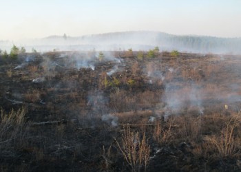 Image - Moquah Barrens 2