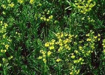 Leafy spurge - Euphorbia esula