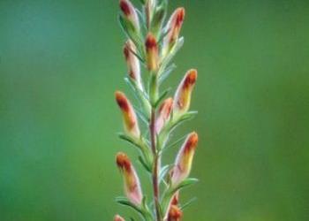 Slideshow_American Chaffseed