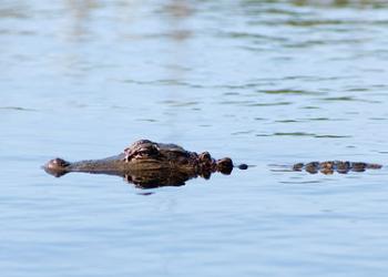 gator2pict