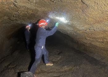 Bat surveys 2023