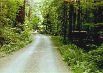 Fern Lined Road Through Campground
