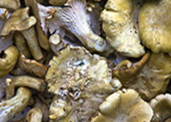 Forest Products menu link