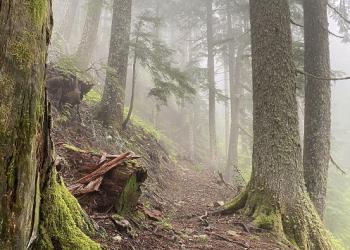 Fossil Trail on a misty early summer day