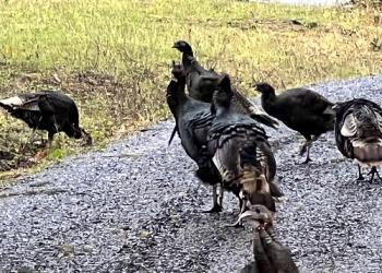 Merriam's Wild Turkey near Wind River-smaller
