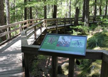 Trail of Two Forests Boardwalk