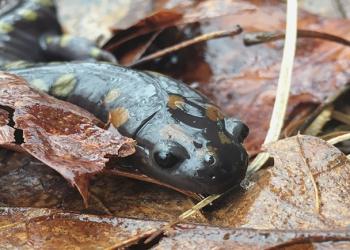 Frog in Spring