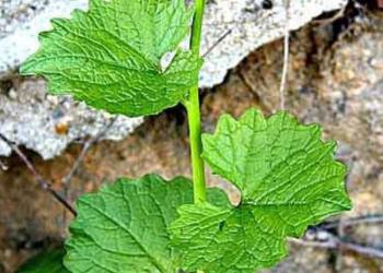 Invasives Header - Garlic Mustard