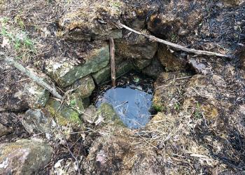 Well in the Forest