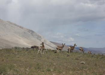 mule deer on grass