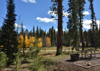 A picnic table in a developed campground