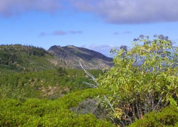 Elderberry trees in the Sanhedrin Wilderness Area.