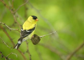 American Goldfinch (Carduelis tristis)