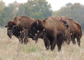 Bison: Learning and Viewing