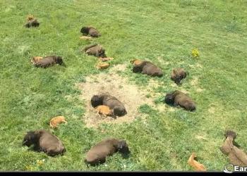 Bison: Live Camera