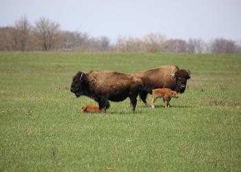 Bison - Media