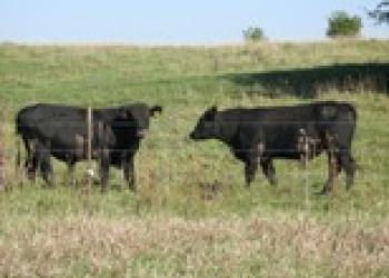 Cattle Grazing