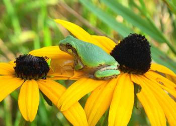 News Release: Kids Programs - tree frog
