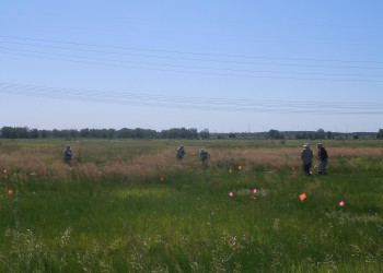 Plants of Concern Field View
