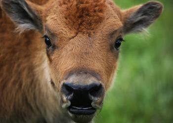 Spotlight: Bison Live Cam - Close-up