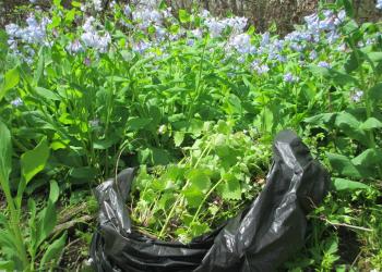 Spotlight: NNIS Week - Garlic Mustard Pull
