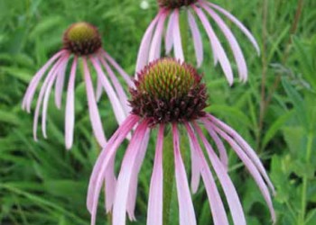 Spotlight - native seed production