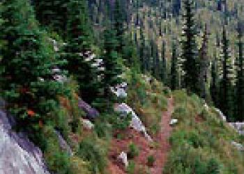 a trail in the deep wilderness of the selway bittrerroot