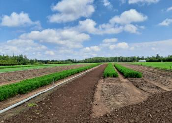 Toumey Nursery: Header Photo
