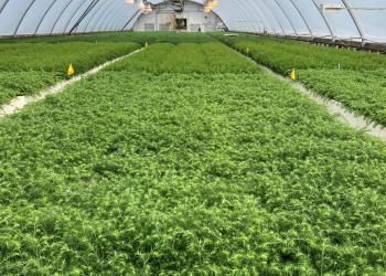 The inside of the greenhouse - long rows of green vegetation under a transparent dome.
