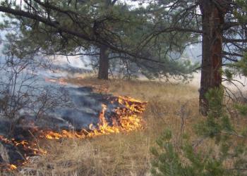 low intensity fire on grass